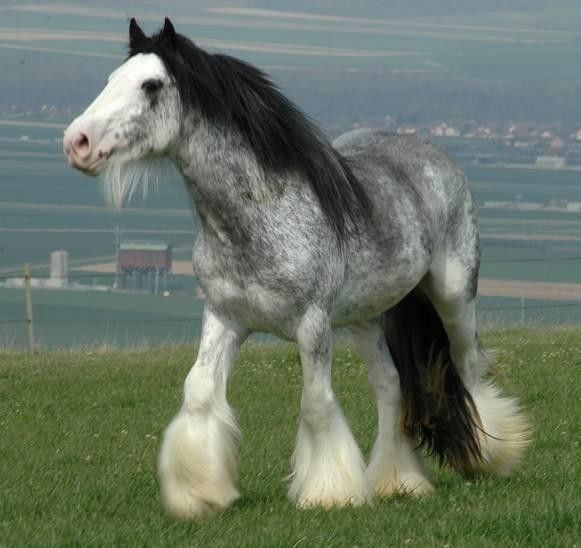 Irish cob