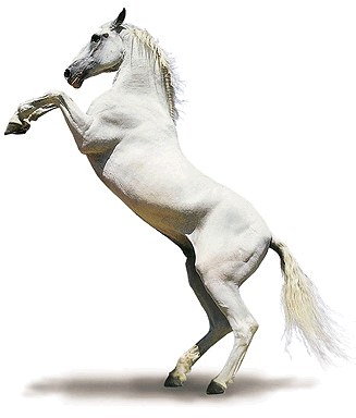 cheval-blanc-141008-d.gif