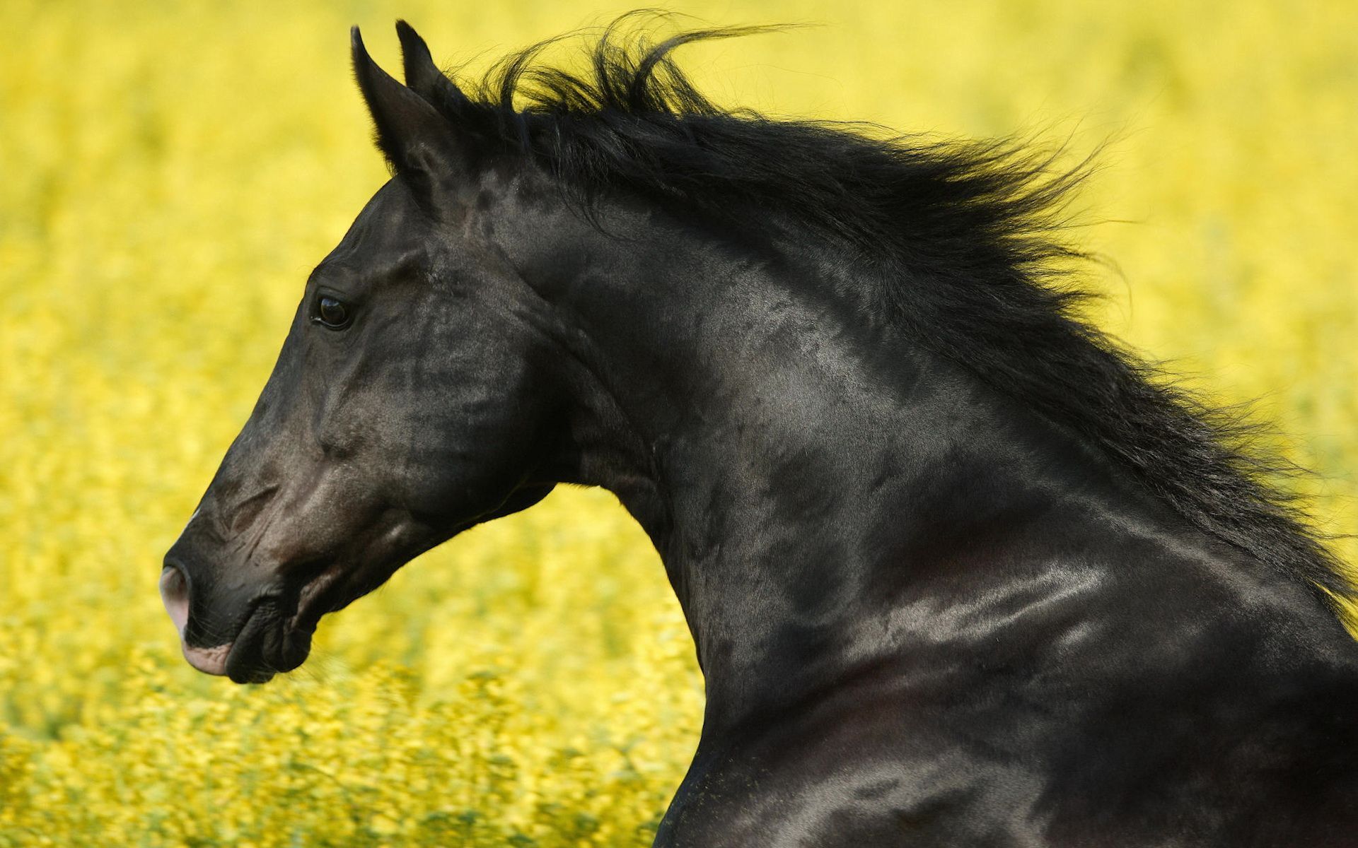 Cheval